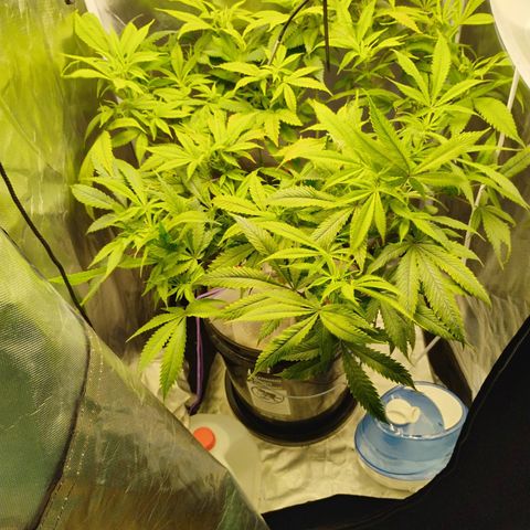 Durban dots growlog timeline photo