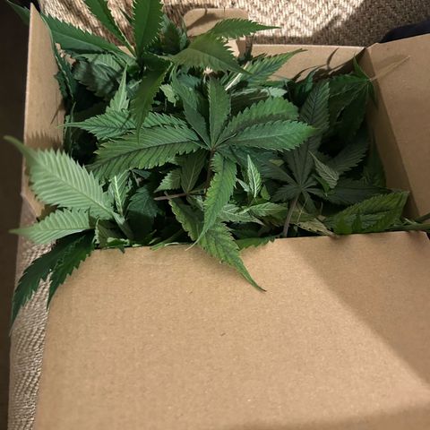 Durban dots growlog photo: HUGE defoliation