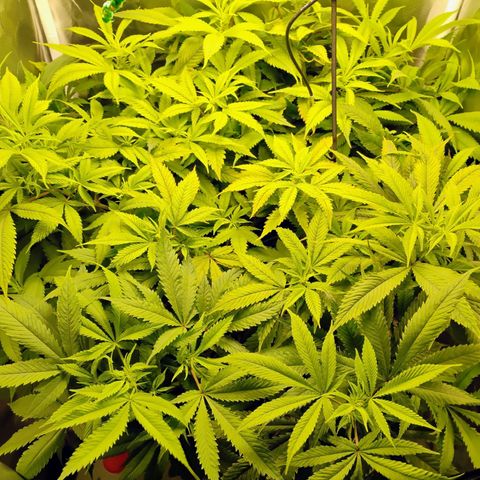 Durban dots growlog photo: HUGE defoliation