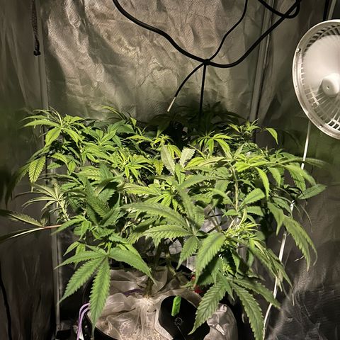 Durban dots growlog photo: HUGE defoliation