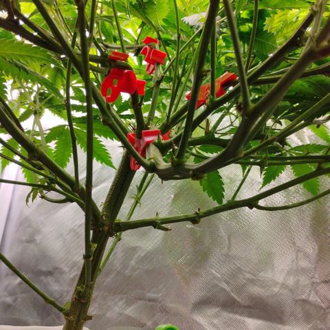 Durban dots growlog timeline photo