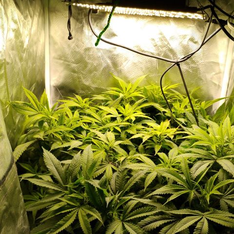 Durban dots growlog timeline photo