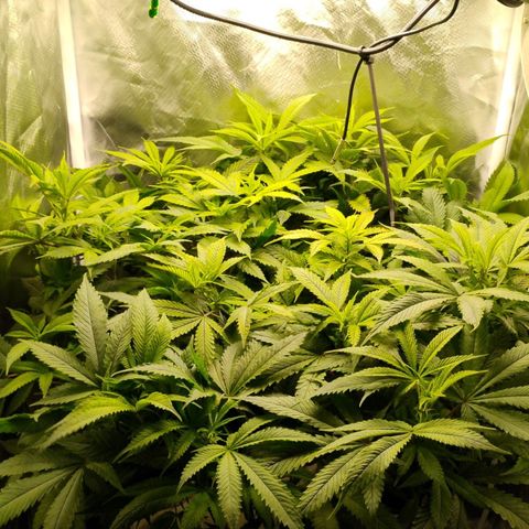 Durban dots growlog timeline photo