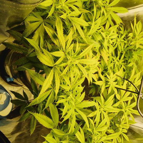 Durban dots growlog timeline photo