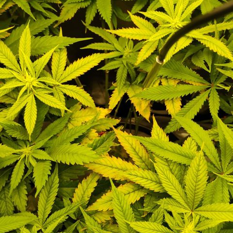 Durban dots growlog timeline photo