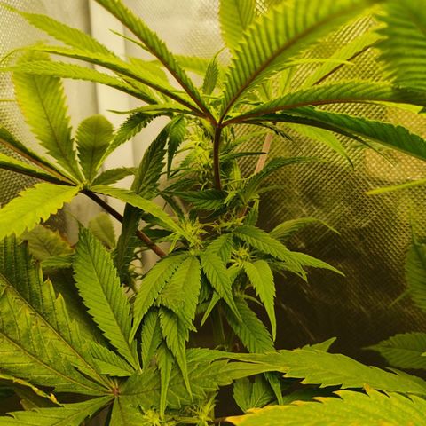 Durban dots growlog timeline photo