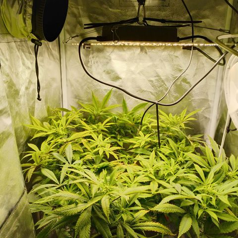 Durban dots growlog timeline photo