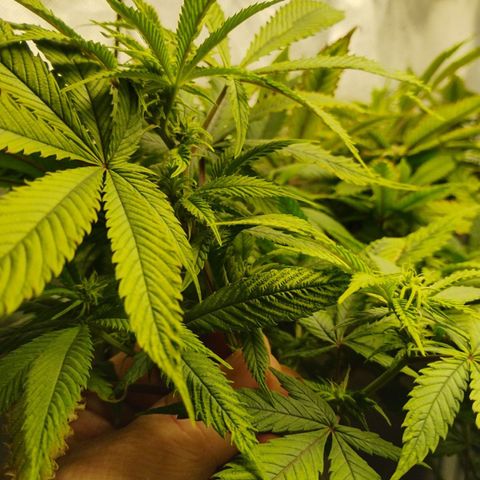 Durban dots growlog timeline photo