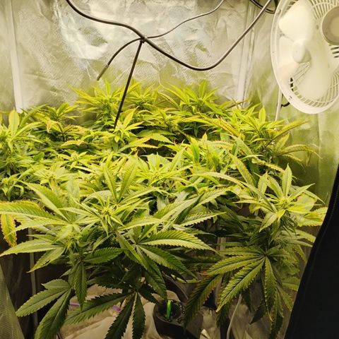 Durban dots growlog timeline photo