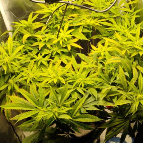 Durban dots growlog timeline photo