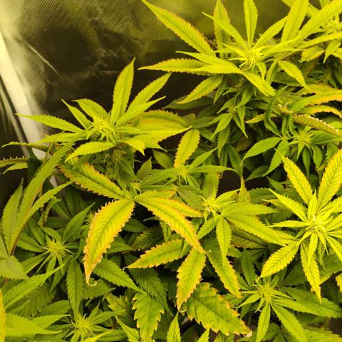 Durban dots growlog timeline photo