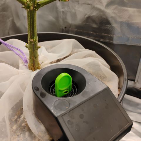 Durban dots growlog timeline photo
