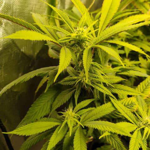 Durban dots growlog timeline photo