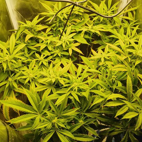 Durban dots growlog timeline photo