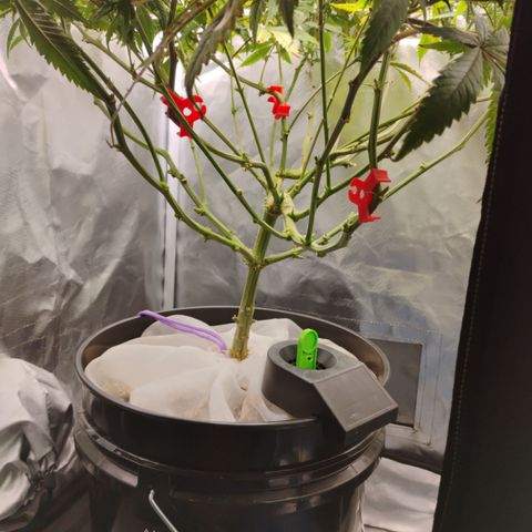 Durban dots growlog timeline photo