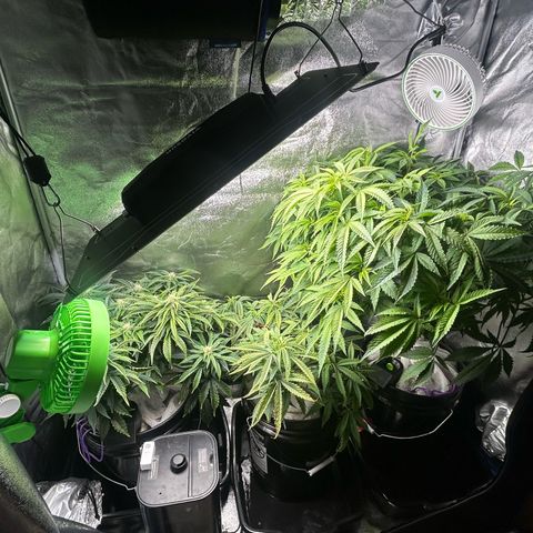 Durban dots growlog photo: L to r
Milk n qookies x zkittles, Thelma, Dr durban