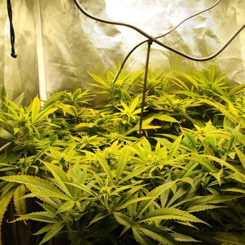 Durban dots growlog photo: Final defoliation