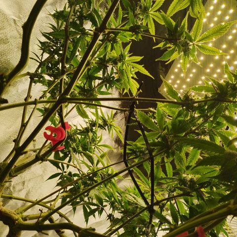 Durban dots growlog photo: Final defoliation
