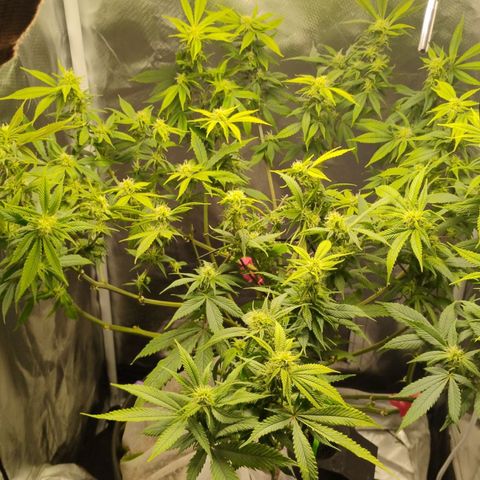 Durban dots growlog photo: Final defoliation