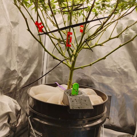 Durban dots growlog timeline photo