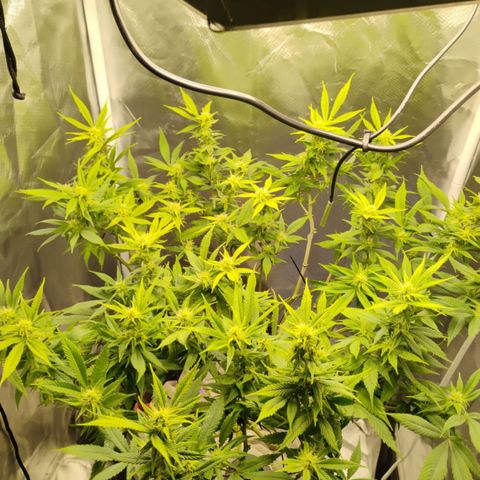 Durban dots growlog timeline photo