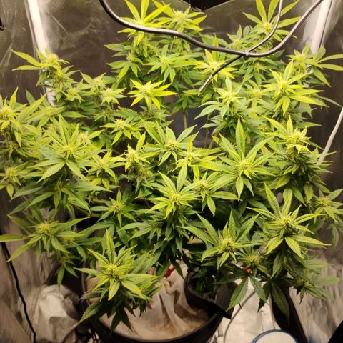 Durban dots growlog timeline photo