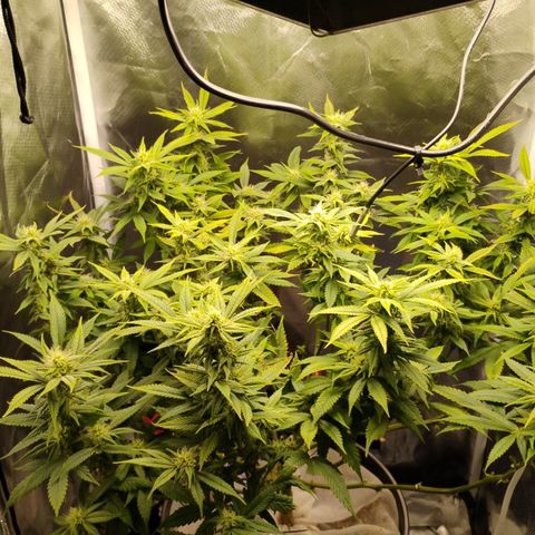 Durban dots growlog timeline photo