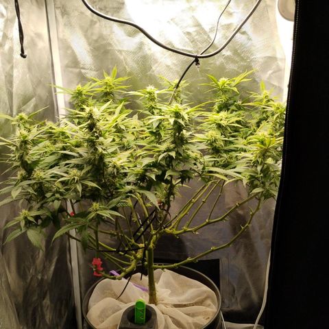 Durban dots growlog timeline photo