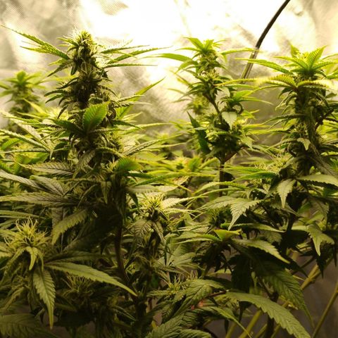 Durban dots growlog timeline photo