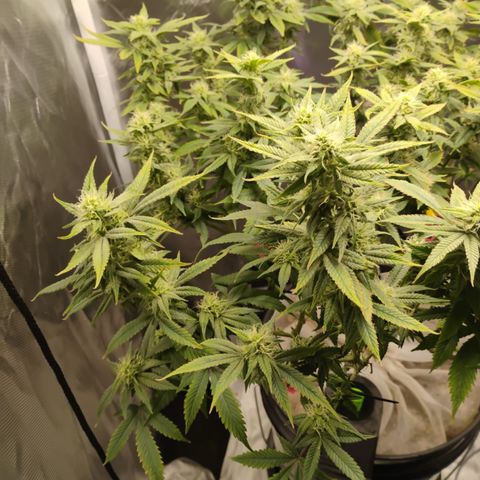 Durban dots growlog timeline photo