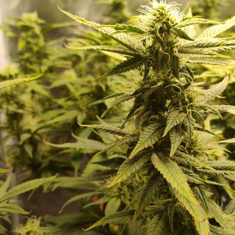 Durban dots growlog timeline photo