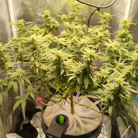 Durban dots growlog timeline photo