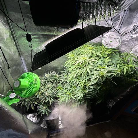 Durban dots growlog timeline photo