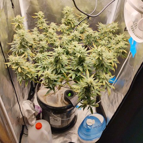 Durban dots growlog timeline photo