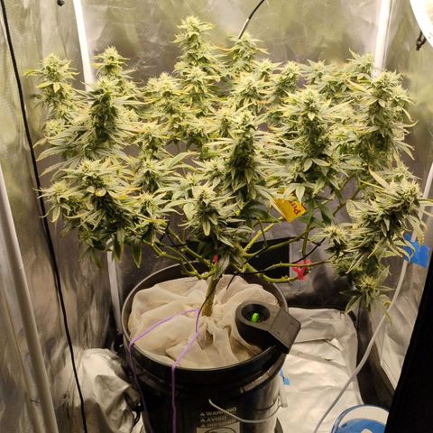 Durban dots growlog timeline photo