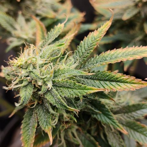 Durban dots growlog timeline photo