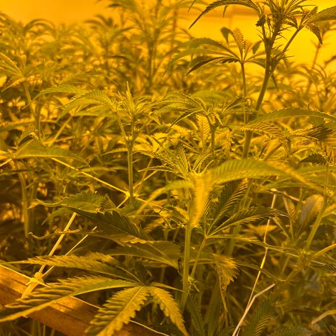 R1T1 growlog timeline photo