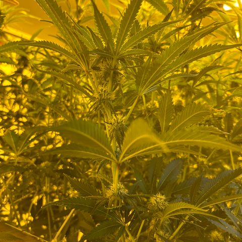 R1T1 growlog timeline photo