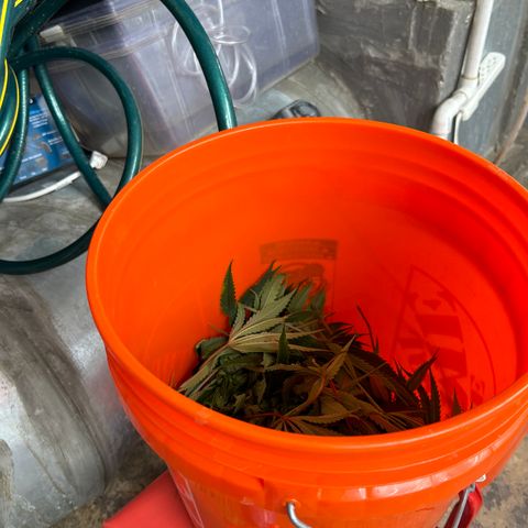 R1T1 growlog photo: Pluck 