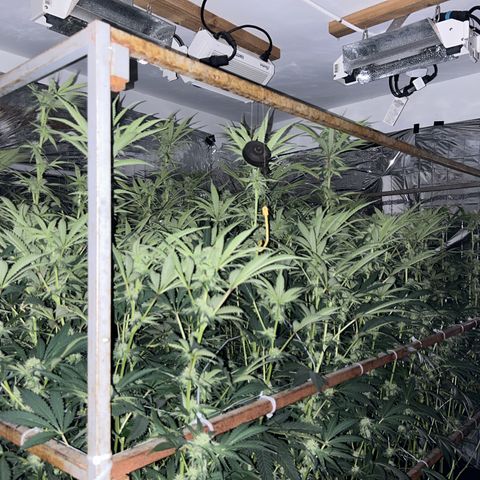 R1T1 growlog timeline photo