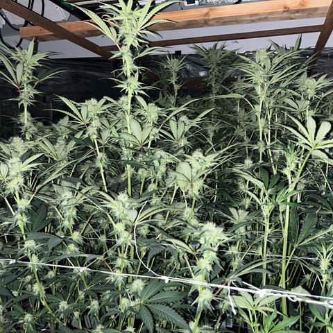 Table 2 growlog timeline photo