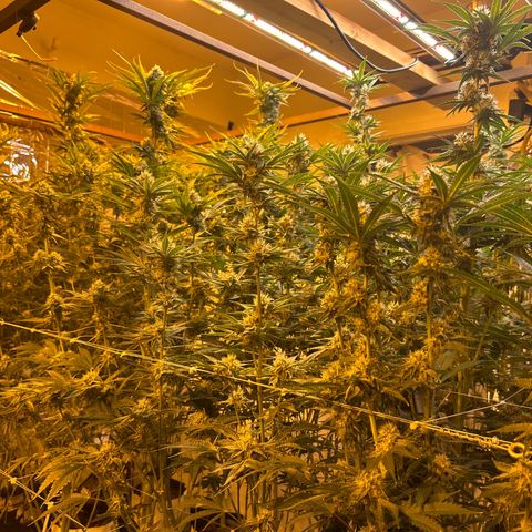 R1T1 growlog photo: Room comparison 