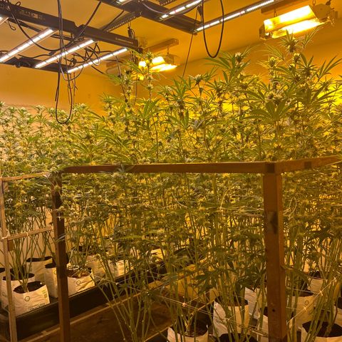 Table 2 growlog photo: Room comparison