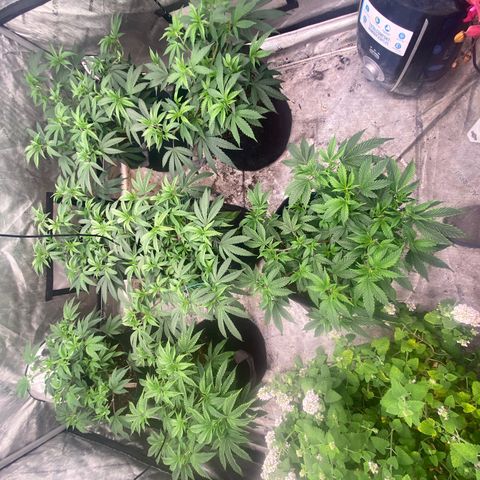 Tropicana Cherry growlog timeline photo