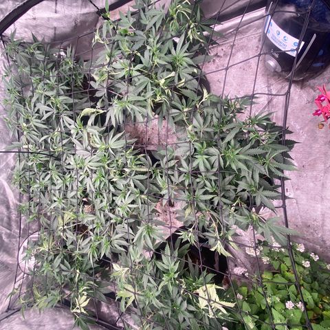 Tropicana Cherry growlog timeline photo