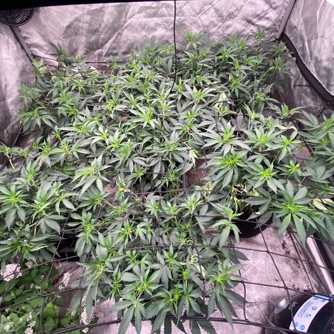 Tropicana Cherry growlog photo: 1st week flower 