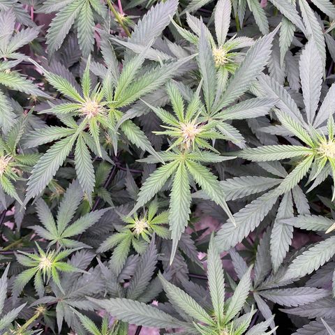Tropicana Cherry growlog photo: Day 14