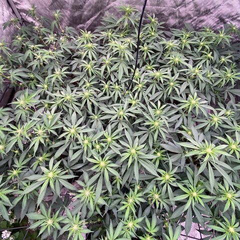 Tropicana Cherry growlog timeline photo