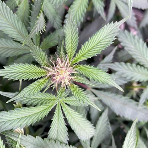 Tropicana Cherry growlog timeline photo