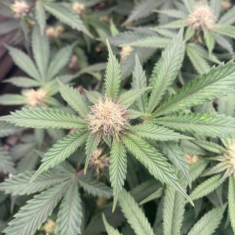 Tropicana Cherry growlog photo: Day 21 